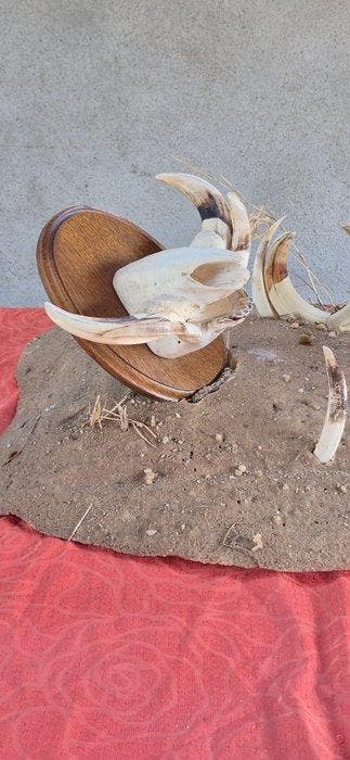 Wrattenzwijn Set tanden - Phacochoerus africanus - trophées, Nieuw