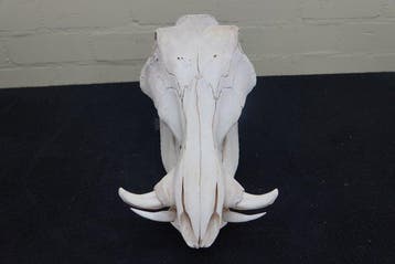 African Warthog Schedel - Phacochoerus africanus - 0 cm - 17, Nieuw