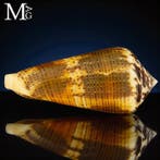 Spécimen de coquille de Conidae - Coquillage marin - Conus, Nieuw