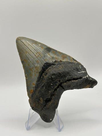 Megalodon - Fossiele tand - Otodus Megalodon - 9.52 cm
