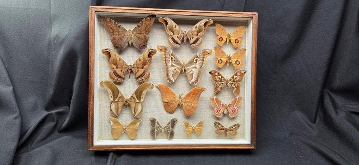Large World Months wood box - ex French Mr Amédro Collection, Verzamelen, Dierenverzamelingen