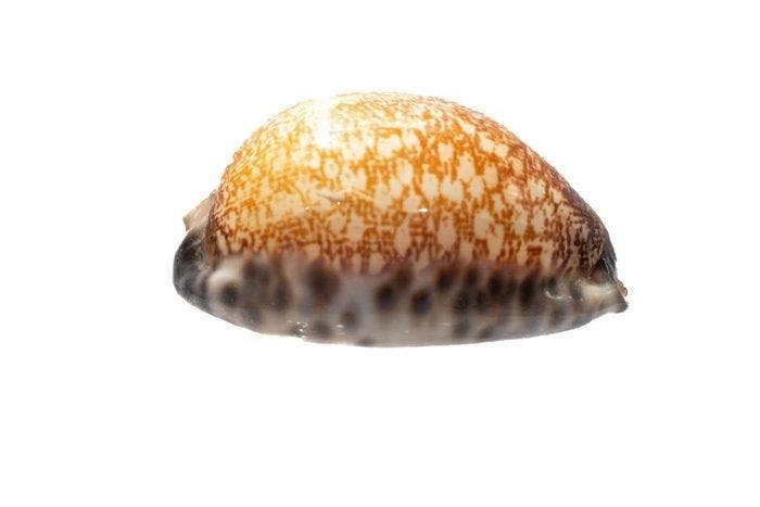 Grote Arabische Kauri Cypraea arabica immanis | Zeldzame, Collections, Collections Animaux
