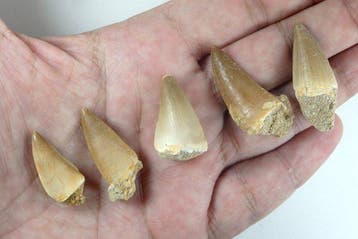 Vijf mosasaurus-tanden - Fossiele tanden - Leiodon anceps -, Verzamelen, Mineralen en Fossielen