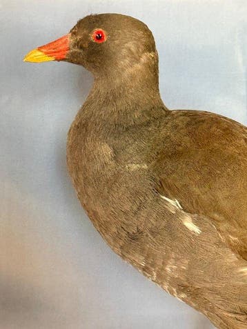 Waterhoen Taxidermie volledige montage - Gallinula chloropus, Nieuw