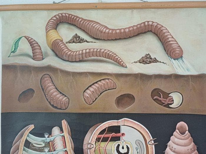 Schoolkaart - Linnen, Antiek en Kunst, Curiosa en Brocante