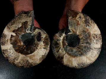 nautiloidea - Gefossiliseerd dier - cleoniceras in sezione -
