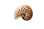 zeldzame soort Nautilus-schelp  16cm  ZEER ZELDZAME SOORT, Verzamelen, Nieuw