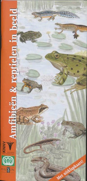 Amfibieen en reptielen in beeld / In beeld / 8 9789050111652, Verzenden, F. Bos