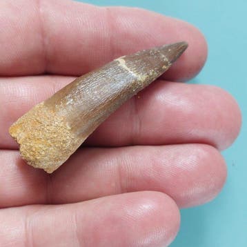 Reptile marin - Dent fossile - Plesiosaurus - 58 mm - 18 mm