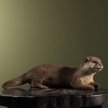 Aziatische Kleinklauwotter, Ophalen of Verzenden, Nieuw, Wild dier, Opgezet dier