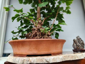 Bonsaï Ginkgo (Ginkgo biloba) - Hauteur (arbre) : 45 cm -
