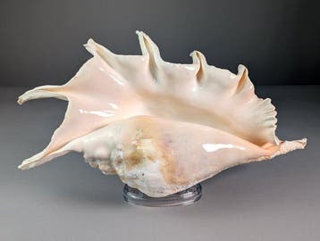 Grote spinconch Zeeschelp - Lambis truncata (Zonder, Nieuw