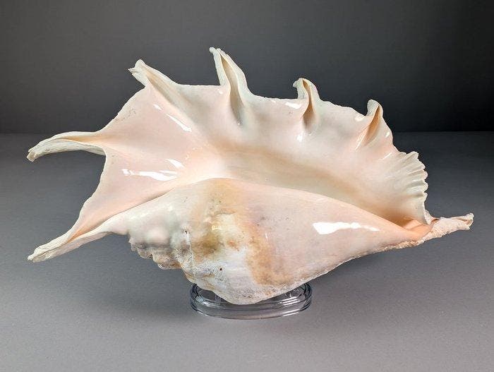 Grote spinconch Zeeschelp - Lambis truncata (Zonder, Verzamelen, Dierenverzamelingen