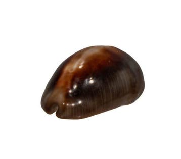 Buikige Kauri: Cypraea ventriculus (46 mm) – onberispelijk