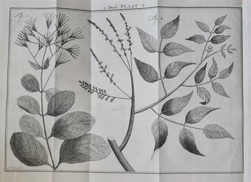 [Martinus Houttuyn], Linnaeus - Natuurlyke Historie, Of