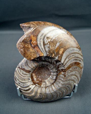 Goniatite - Coquillage fossilisé - Goniatite Pieza