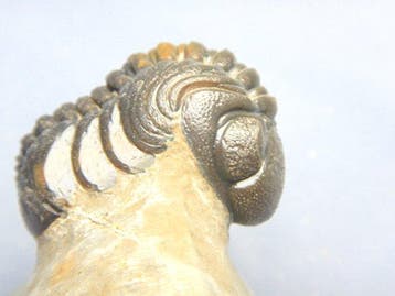 Fossiles - Animal fossilisé - Phacops - 7 cm, Verzamelen