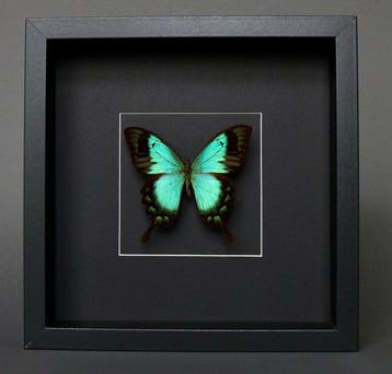 Vlinder Taxidermie volledige montage - Papilio lorquinianus