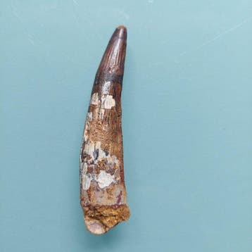 Spinosaure - Dent fossile - 90 mm - 20 mm (Sans prix de