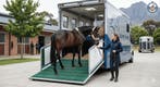 Paard, hond of dier laten transporteren? Vergelijk offertes, Koeriersdiensten