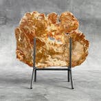 Magnifique tranche de bois pétrifié sur un socle