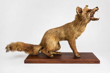 Renard roux Support de corps entier pour taxidermie - Vulpes