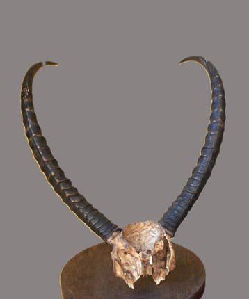 Impala Taxidermie wandmontage - Massacre - 55 cm - 43 cm -