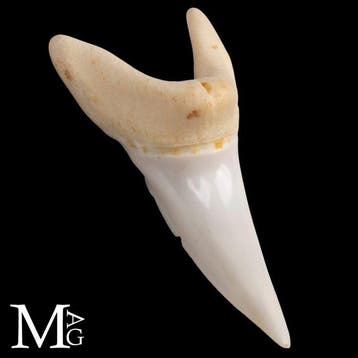 Dent de requin Mako – supérieur antérieur – 43 mm – Isurus