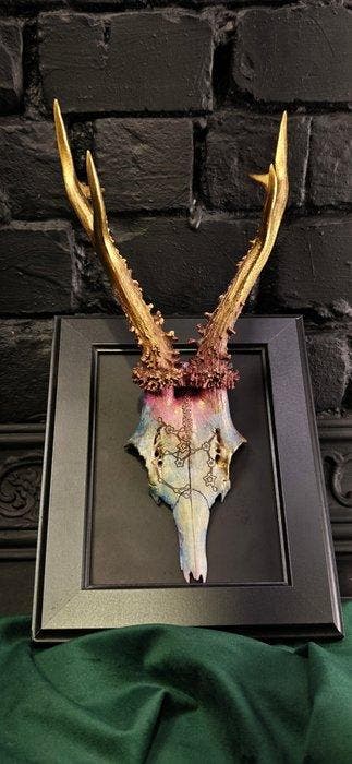 Ree Gesneden schedel - Caproleus caproleus - 15 cm - 11 cm -