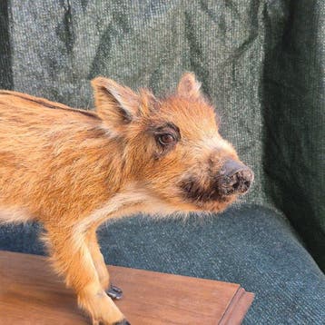 Marcassin - Taxidermie wandmontage - Sus scrofa - Grand, Nieuw