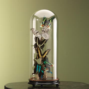 Vlinders in Antieke Stolp Taxidermie Opgezette Dieren By Max, Ophalen of Verzenden, Nieuw, Insect, Opgezet dier