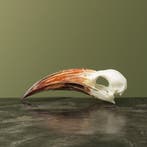 Roodsnaveltok M Schedel Taxidermie Opgezette Dieren By Max, Verzamelen, Ophalen of Verzenden, Nieuw, Vogel, Opgezet dier