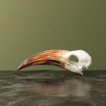 Roodsnaveltok M Schedel Taxidermie Opgezette Dieren By Max, Verzamelen, Ophalen of Verzenden, Nieuw, Vogel, Opgezet dier