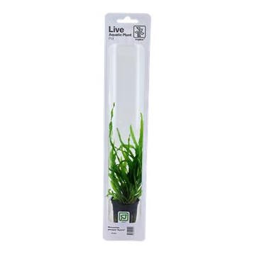 Tropica Microsorum pteropus Narrow (easy), Dieren en Toebehoren, Verzenden, Nieuw