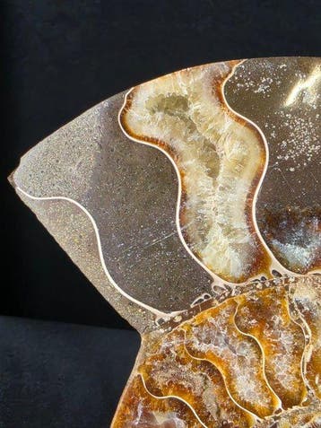 Ammoniet - Gefossiliseerd dier - Beautiful Polished Ammonite