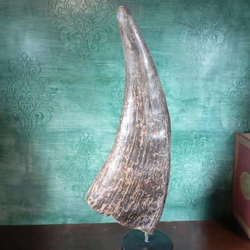 Buffel Taxidermie volledige montage - Unknown - 360 mm - 150, Verzamelen, Nieuw