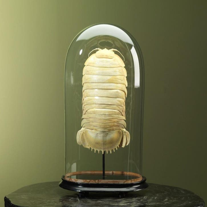 Diepzee Pissebed in Antieke Stolp, Collections, Collections Animaux, Enlèvement ou Envoi