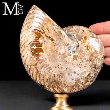 Nautile fossile du Crétacé avec des reflets opalescents,, Collections