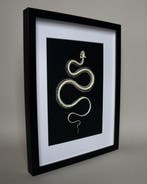 Slang Taxidermie volledige montage - Hypsiscopus plumbea -