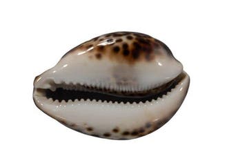 Donkere tijgerkauri: Cypraea tigris f. donkere vorm (95 mm), Nieuw