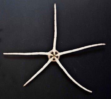 Estrella zebra Taxidermie volledige montage - OPHIOLEPIS