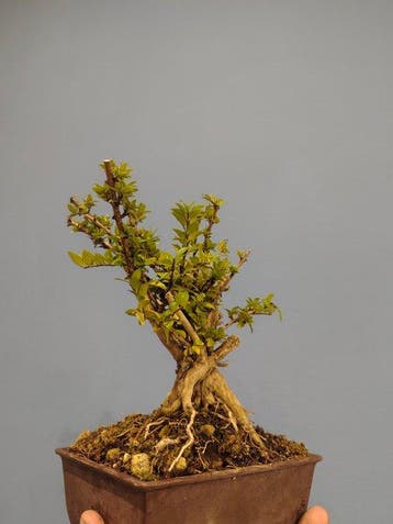 kamperfoelie-bonsai - Hoogte (boom): 15 cm - Diepte (boom):