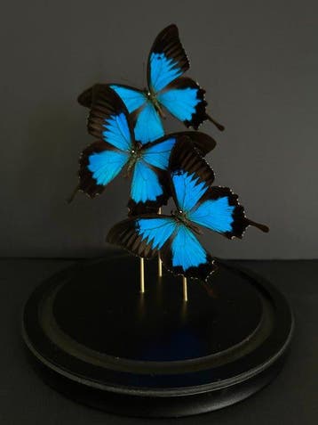 Papillon Support de corps entier pour taxidermie - Papilio