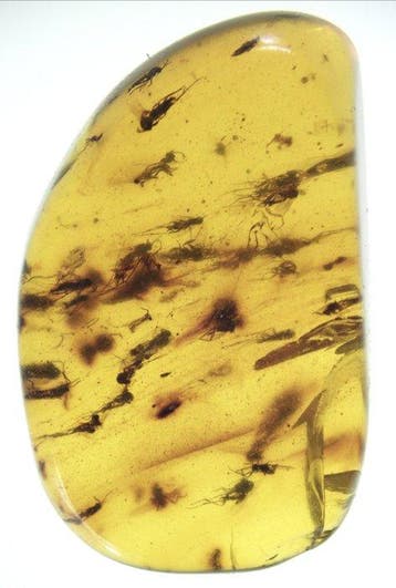 Birmese barnsteen - Barnsteen - Burmese Amber with 25+, Verzamelen