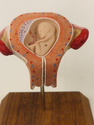 Anatomisch model - kunststof - 1980-1990 - Zwangerschap met