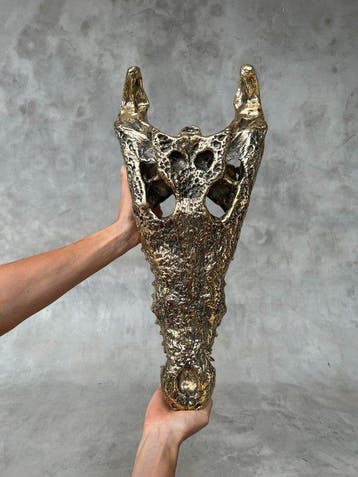 Sculpture, Large Saltwater Crocodile Skull fashioned in, Antiek en Kunst