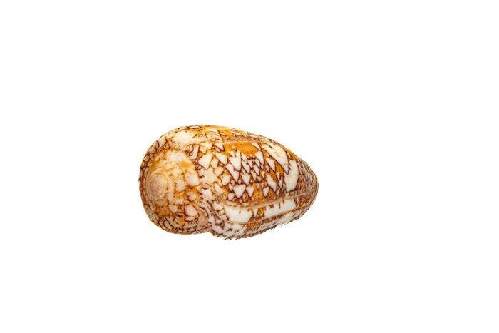 Veren-kegelslak  TOP  Verzamelaarslak Taxidermie volledige, Verzamelen, Dierenverzamelingen