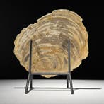 Magnifique tranche de bois pétrifié sur un socle