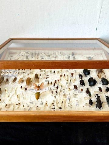 Grote historische entomologische studiedoos - 110+ Cicaden,