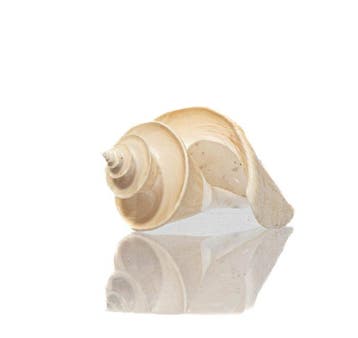 ****Sammlerschnecke****  Thatcheria mirabilis - Hoogte: 7, Nieuw